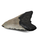 Megalodon Tooth - Fossil Specimen