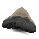Megalodon Tooth - Fossil Specimen