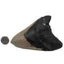 Megalodon Tooth - Fossil Specimen