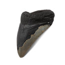 Megalodon Tooth - Fossil Specimen