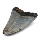 Megalodon Tooth - Fossil Specimen