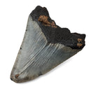 Megalodon Tooth - Fossil Specimen