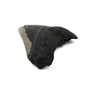 Megalodon Tooth - Fossil Specimen