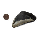 Megalodon Tooth - Fossil Specimen