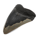 Megalodon Tooth - Fossil Specimen