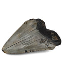 Megalodon Tooth - Fossil Specimen