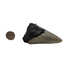 Megalodon Tooth - Fossil Specimen