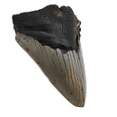 Megalodon Tooth - Fossil Specimen