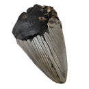 Megalodon Tooth - Fossil Specimen