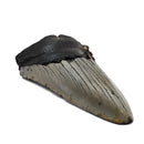 Megalodon Tooth - Fossil Specimen