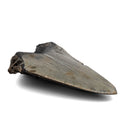 Megalodon Tooth - Fossil Specimen
