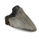 Megalodon Tooth - Fossil Specimen