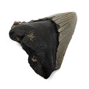 Megalodon Tooth - Fossil Specimen