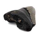 Megalodon Tooth - Fossil Specimen