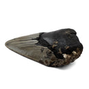 Megalodon Tooth - Fossil Specimen