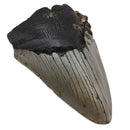 Megalodon Tooth - Fossil Specimen