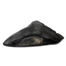 Megalodon Tooth - Fossil Specimen