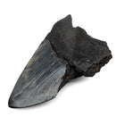 Megalodon Tooth - Fossil Specimen