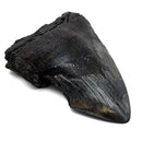Megalodon Tooth - Fossil Specimen