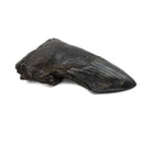 Megalodon Tooth - Fossil Specimen