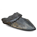 Megalodon Tooth - Fossil Specimen