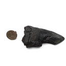 Megalodon Tooth - Fossil Specimen