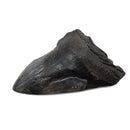 Megalodon Tooth - Fossil Specimen