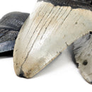 Megalodon Tooth - Fossil - Florida, USA - Cenozoic era