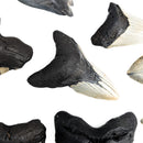 Megalodon Tooth - Fossil - Florida, USA - Cenozoic era
