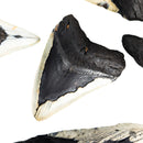 Megalodon Tooth - Fossil - Florida, USA - Cenozoic era