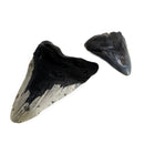 Megalodon Tooth - Fossil - Florida, USA - Cenozoic era