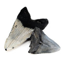 Megalodon Tooth - Fossil - Florida, USA - Cenozoic era
