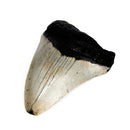 Megalodon Tooth - Fossil - Florida, USA - Cenozoic era