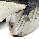 Megalodon Tooth - Fossil - Florida, USA - Cenozoic era