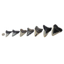 Megalodon Tooth - Fossil - Florida, USA - Cenozoic era