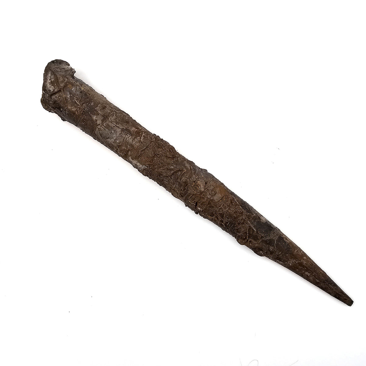 Belemnite - Megatheutis Giganteus - Fossil Specimen