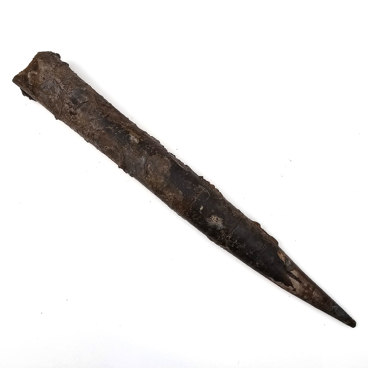 Belemnite - Megatheutis Giganteus - Fossil Specimen