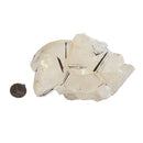 Mercedes Calcite (Chalcopyrite on Calcite) - Specimen
