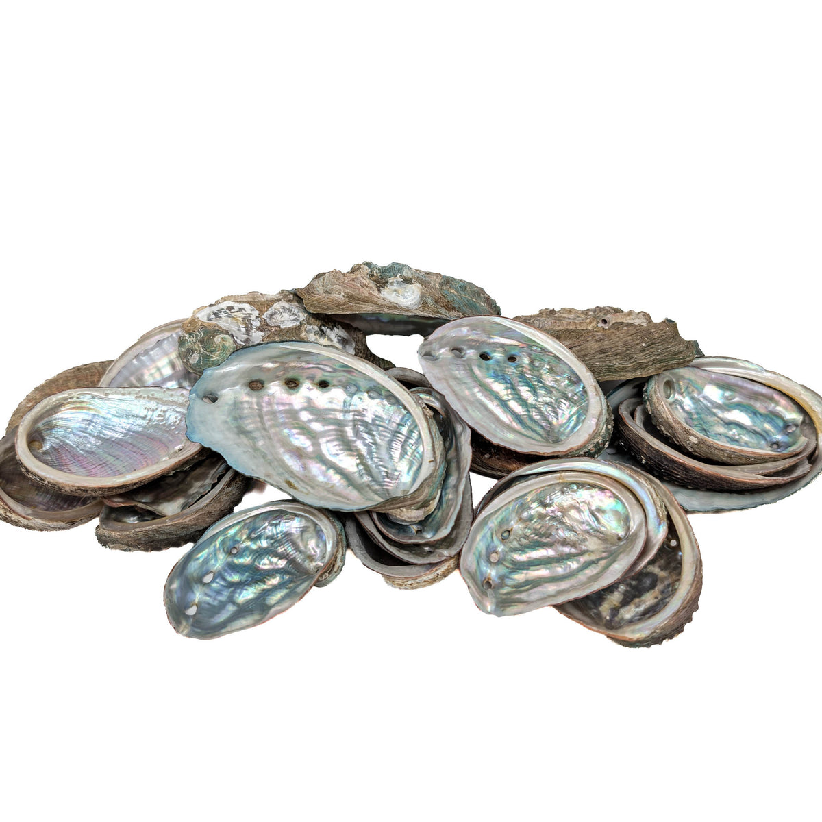 Mini Abalone - Shell from Australia, view 4 of 7