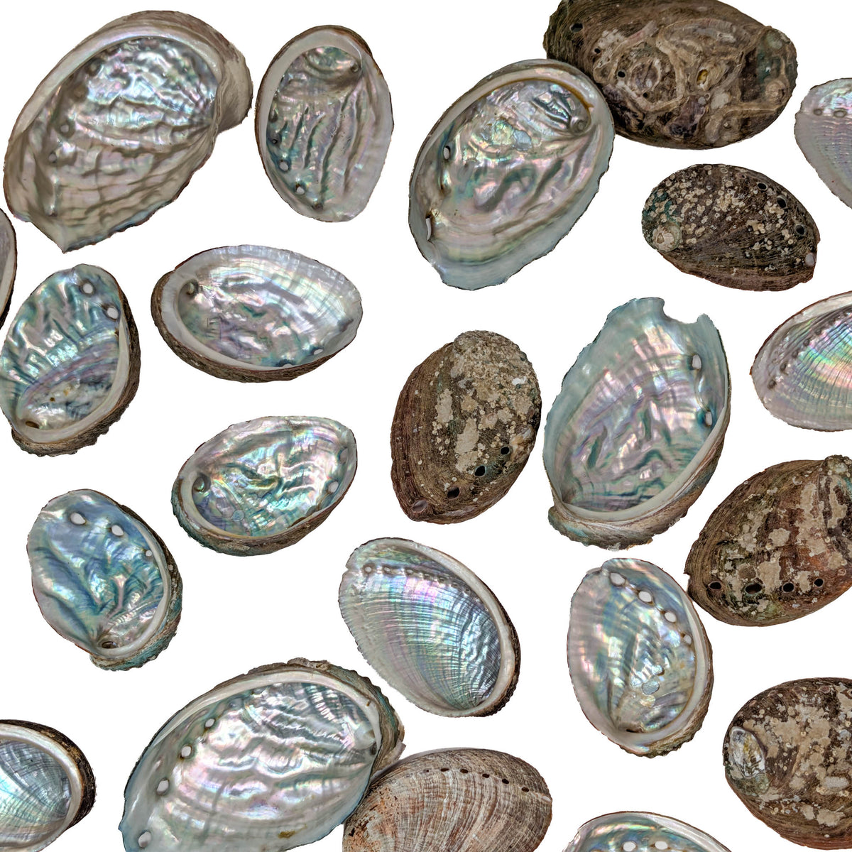 Mini Abalone - Shell from Australia, view 2 of 7