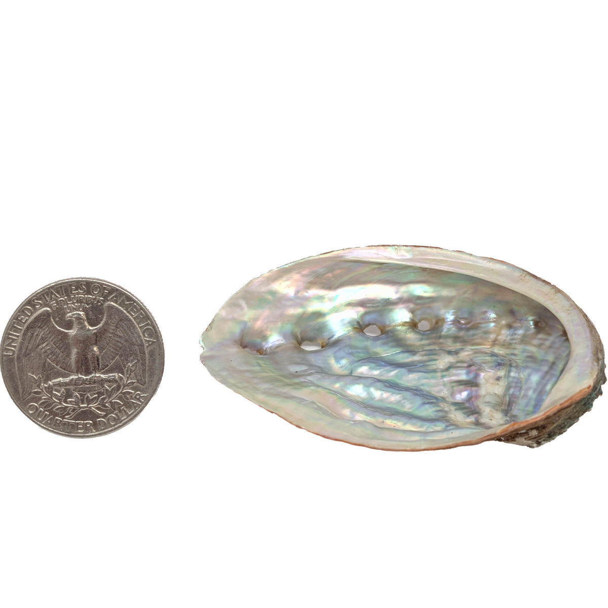Mini Abalone - Shell from Australia, view 7 of 7