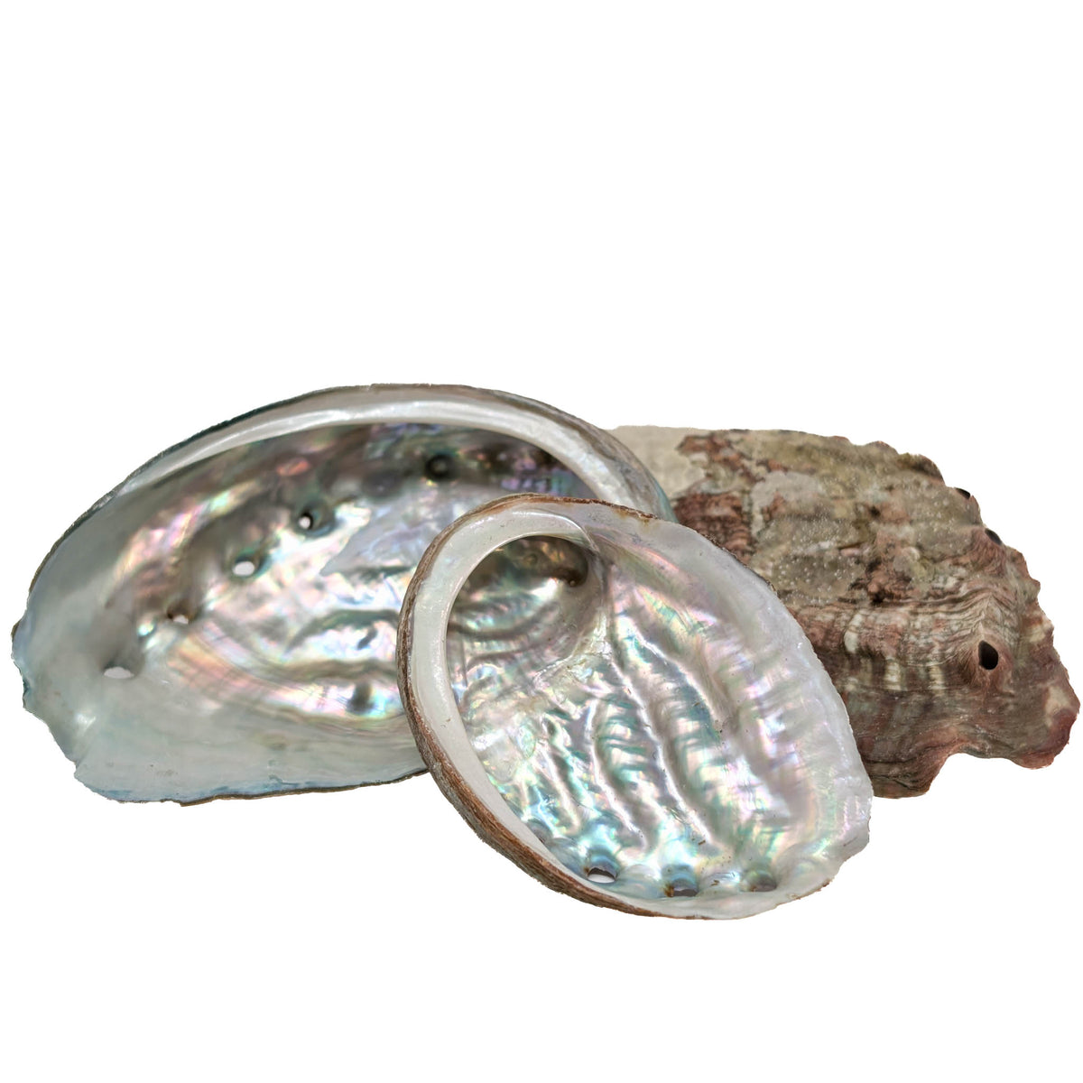 Mini Abalone - Shell from Australia, view 1 of 7