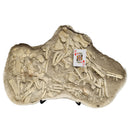 Mosasaurus Bones - Fossil In Jacket - Statement Specimen