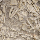 Mosasaurus Bones - Fossil In Jacket - Statement Specimen