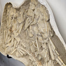 Mosasaurus Bones - Fossil In Jacket - Statement Specimen