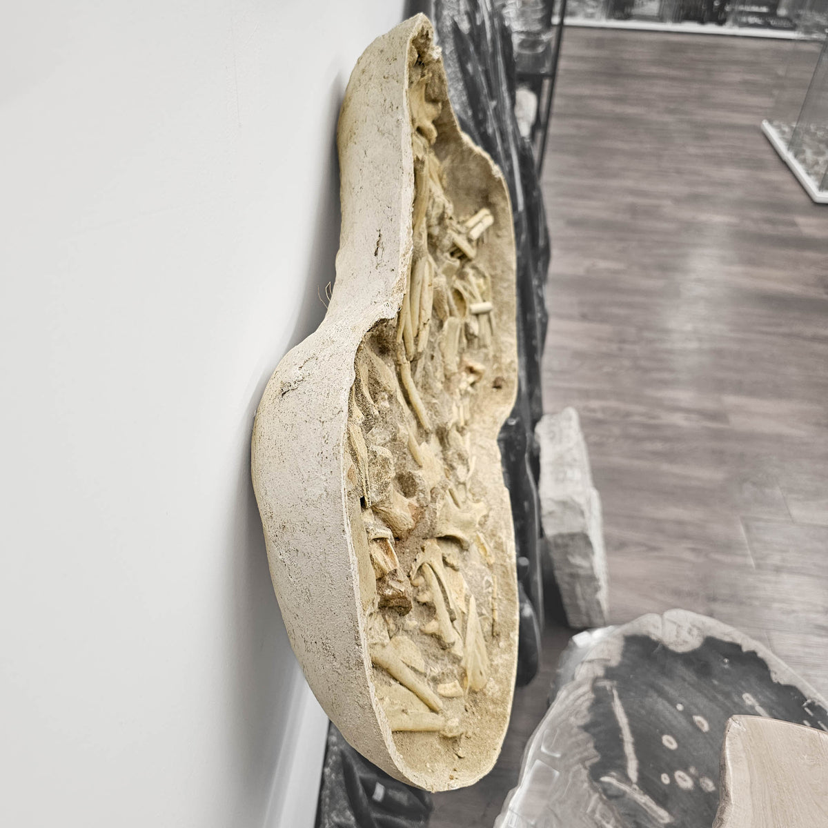 Mosasaurus Bones fossil in jacket statement specimen.
