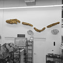 Mosasaurus Head & Spine - Fossil In Jacket 4PC Wall Mount - Statement Specimen