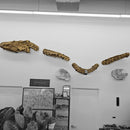 Mosasaurus Head & Spine - Fossil In Jacket 4PC Wall Mount - Statement Specimen