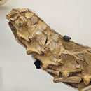 Mosasaurus Head & Spine - Fossil In Jacket 4PC Wall Mount - Statement Specimen