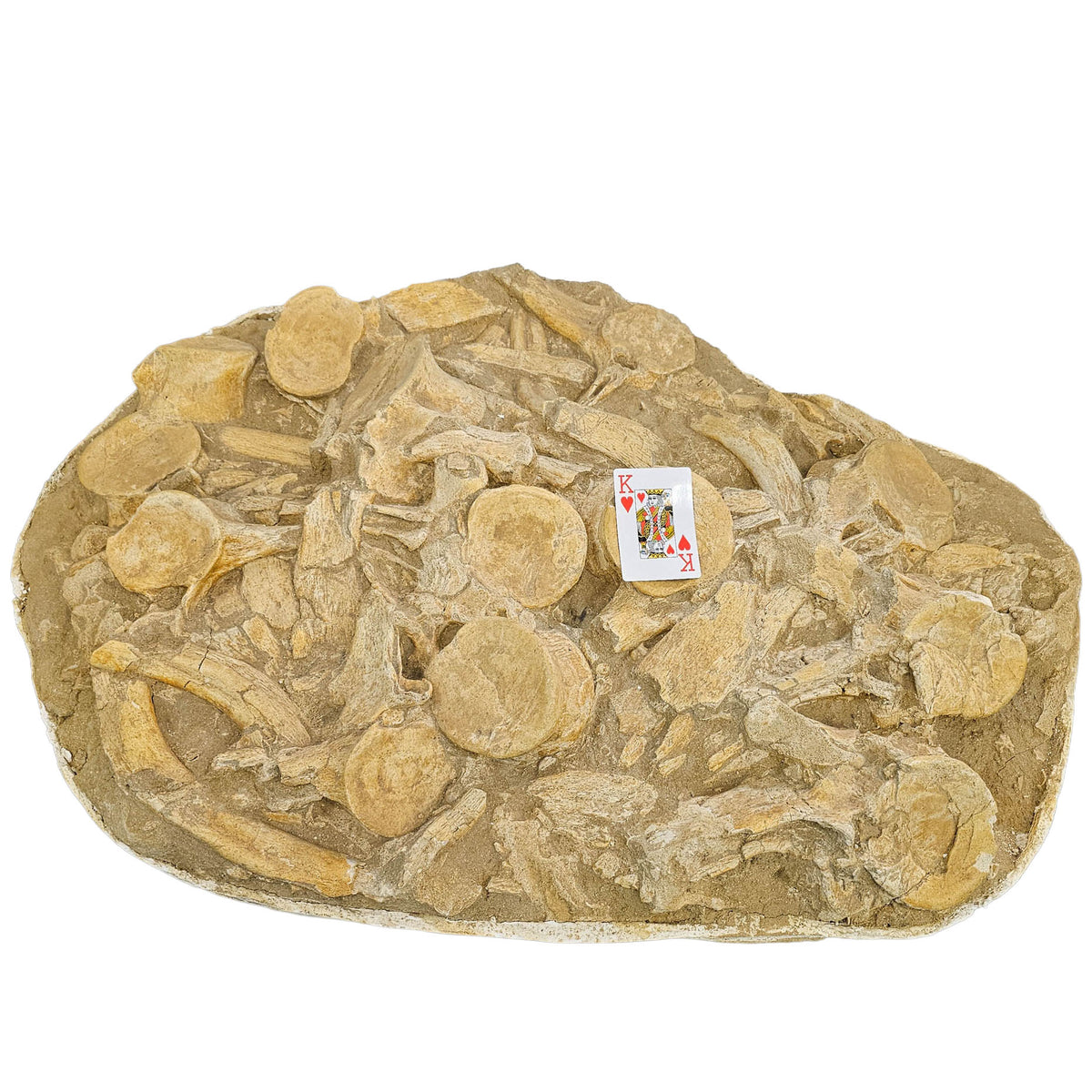 Mosasaurus Vertebrae fossil in jacket statement specimen.